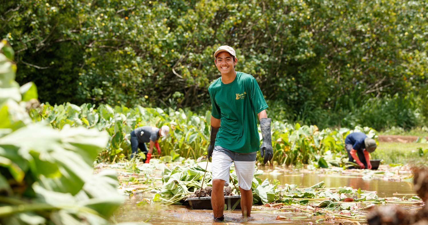 Harvesting Taro to make Hanalei Poi