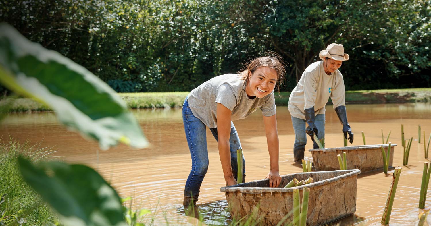 Planting Taro in Hanalei Valley