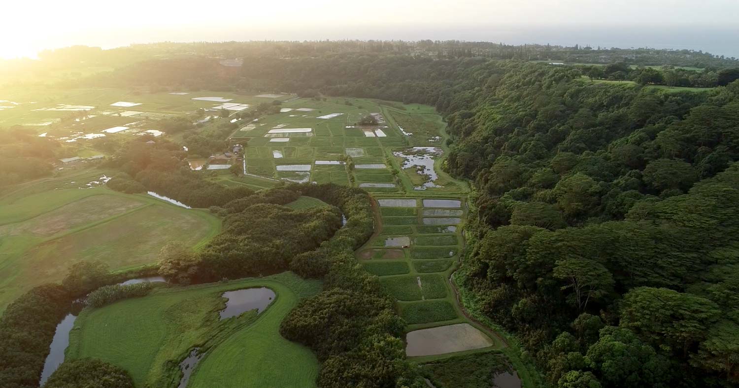 Taro Farm in Hanalei Valley